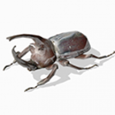 Brown Beetle